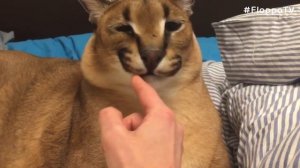 Big Floppa Had a Good Day : Caracal