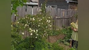 💐Жёлтые ирисы 💐 Белый куст розы 🌹15.06.2021 г.