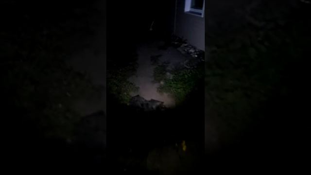 Пес боится фонаря очень смотреть онлайн