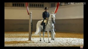 ~ Equestrian Sport ~ Spanish Riding School ~ Конный спорт ~Испанская школа верховой езды ~ Shadow ~