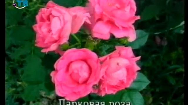 Цветы. Урок 3.8. Розы смотреть онлайн