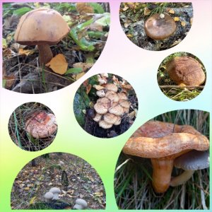 ‼️ЛЕС В ГРИБАХ. КАКИЕ ГРИБЫ СОБИРАЮТ В ОКТЯБРЕ?‼️