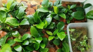 Нано анубиас спустя три месяца!!