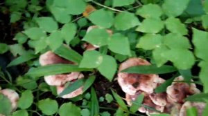 Грибы рядовки. Приморский край