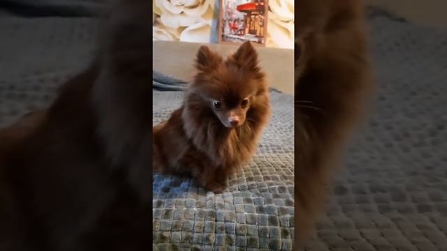 Шоколадный ШПИЦ. #шпиц #шоколадныйшпиц #шпицмини смотреть онлайн