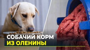 Не отходы, а еда: на Ямале будут делать корма для животных из оленины