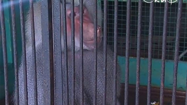 Зоопарк Фламинго приехал в Витебск смотреть онлайн