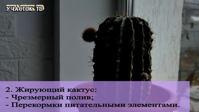 Давно Не Цветет Кактус - КАК ЗАСТАВИТЬ КАКТУС ЦВЕСТИ - Почему НЕ Цветет Кактус