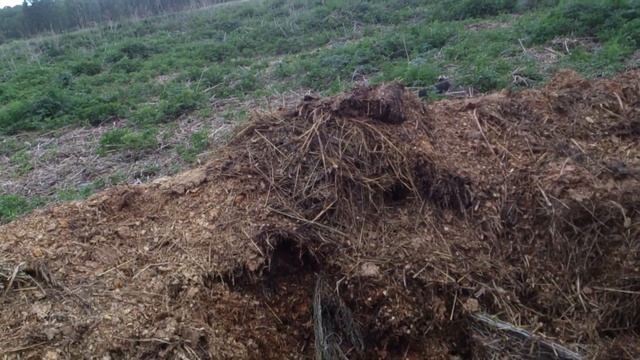 Локти. Мошковский район. Выброс трупов коров смотреть онлайн