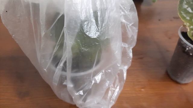 Размножение фиалки