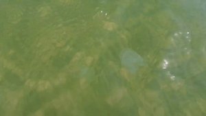 Появились медузы в Азовском море. Счастливцево. 29.06.2020 год.