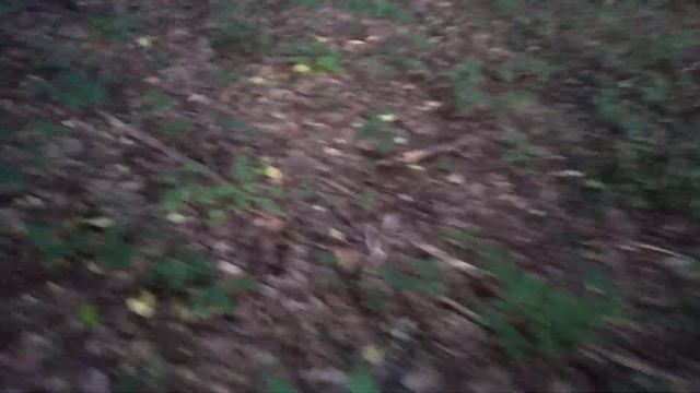 СТОЛЬКО ГРИБОВ НЕ Было 100 ЛЕТ!!! НЕТРОНУТЫЕ ПЛАНТАЦИИ БЕЛЫХ ГРИБОВ - Грибы 2021. Гриби 2021. Білі смотреть онлайн