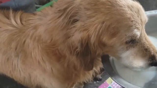 Sorrow! Unforgettable Clingy Loyal Old Golden Retriever Silently Left the Heartless World смотреть онлайн