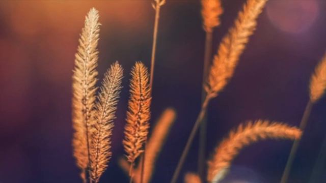 "Зеленое время восхода..." смотреть онлайн