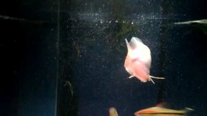 Арована кормление