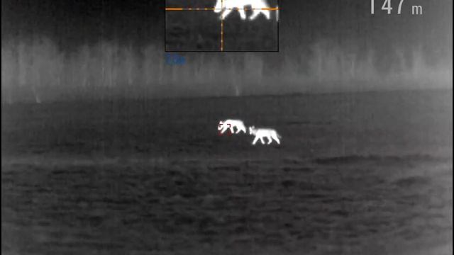 12 апреля 2023 г.Волки весной.. смотреть онлайн