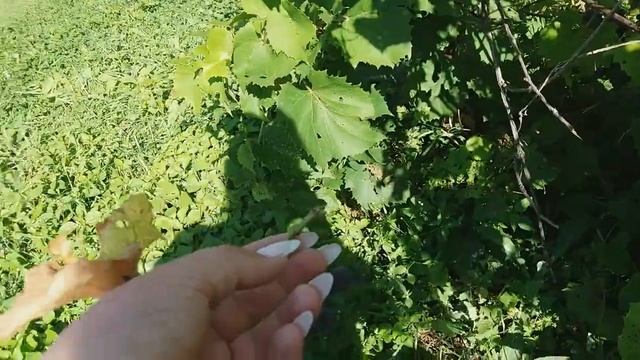 VLOG: подала документы на замену/ собираю виноград/ купили маме телефон/ не большие покупки смотреть онлайн