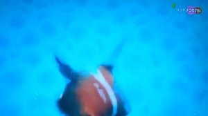 анонс семейного кино Карусель