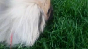 Пекинес уход за глазами.