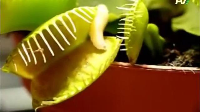 НЕОБЫЧНЫЙ ОХОТНИК: ДИОНЕЯ смотреть онлайн