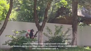 Услуги обработки сада от вредителей и болезней. Заказать выезд агронома в Москве и МО т. 84956695223