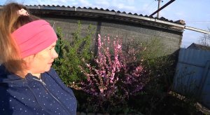 РАСЦВЕЛА ЛУИЗЕАНИЯ? ЛОМАЮТСЯ ПОСЛЕ ЗИМЫ ? РАЗМНОЖАЮ КОЛЕУСЫ ?☘?