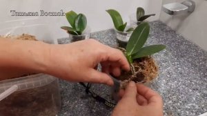 Пересадка орхидей из горшка 1.7 дюймов после трех месячной адаптации!