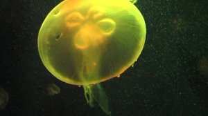 Океанариум НА КРАЮ ЗЕМЛИ Медузы