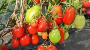 5 СОРТОВ ТОМАТОВ - САМЫЕ УРОЖАЙНЫЕ ТОМАТЫ, Эти томаты сметают пачками, теперь сажаю ежегодно