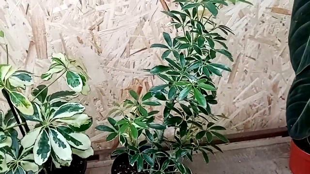 Новинки и зимой не отменяются. смотреть онлайн