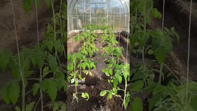 Процесс запущен #shorts смотреть онлайн