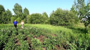 Окучивание картошки окучником Стрин.