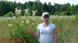 Лабазник вязолистный - Таволга - Белоголовник