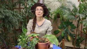 Как растения питаются?