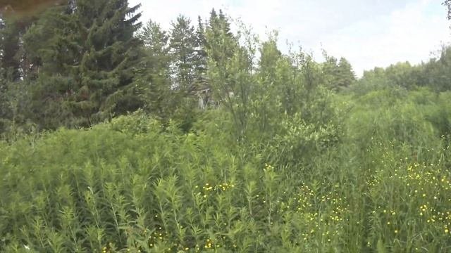 Металлокоп удался,страшно было до жути.Нашел волчьи следы и труп собаки.