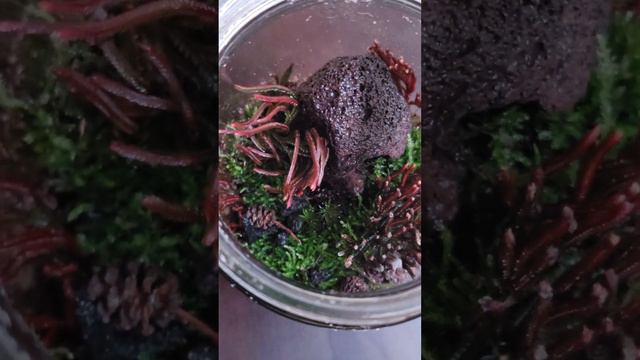 Lava Rock & Selaginella umbrosa #terrarium