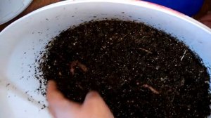 Дендрабена! Верми ферма! Вермикомпост! Worm KR