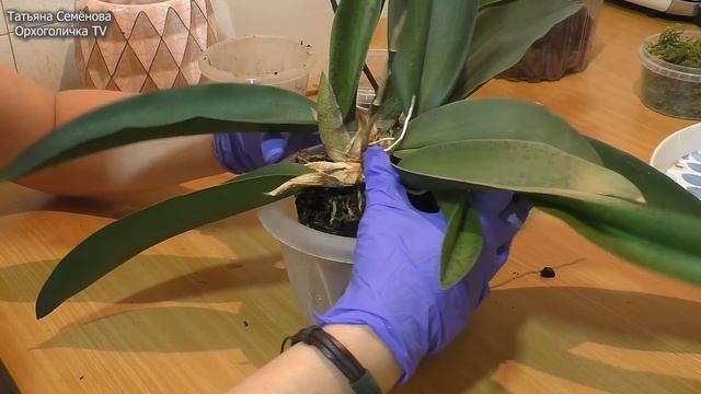 Орхидея Психопсис Перевалка Дошла очередь до моего инопланетянина смотреть онлайн