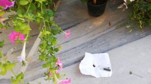 How to collect and store Petunia Seeds