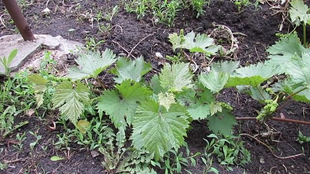 Формировка винограда - двухрукавный веер... смотреть онлайн