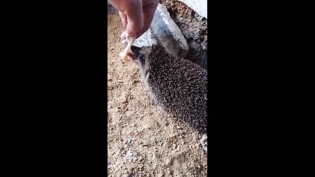 #совсем не милый еж#гости#животные#дикие животные смотреть онлайн