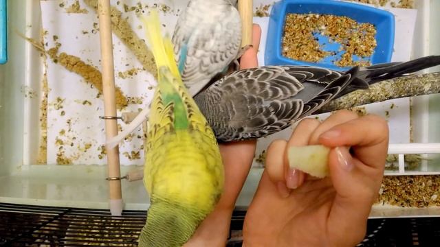 Птенцы волнистых попугаев, Чехи, ВВП смотреть онлайн