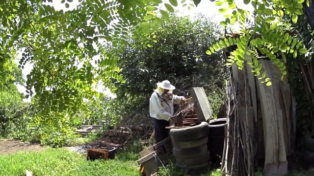 Молдова!!! Собираем домашние огурцы и помидоры /// Восковая моль приняла рой бджол!!! смотреть онлайн