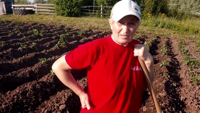 Как Окучивать Картошку