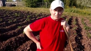 Как Окучивать Картошку