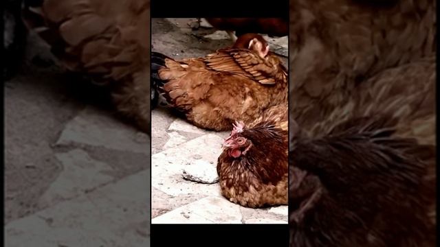 Звук природы. Русская деревня летом для умиротворения