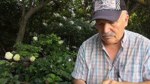 Как размножить княжик и клематис. 100% результат.