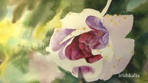 Rose, watercolor painting, Роза акварелью, irishkalia
