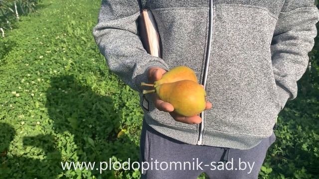 ? Груша ДУХМЯНАЯ ?  Высокоурожайный сорт позднелетнего срока созревания.