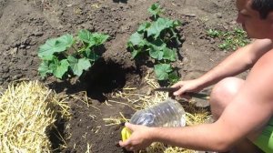 Как самому сделать капельный полив из пластиковой бутылки. Бесплатное капельное орошение